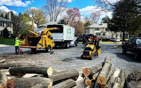 Best Arborist Consultation Services  in Mount Vernon, KY